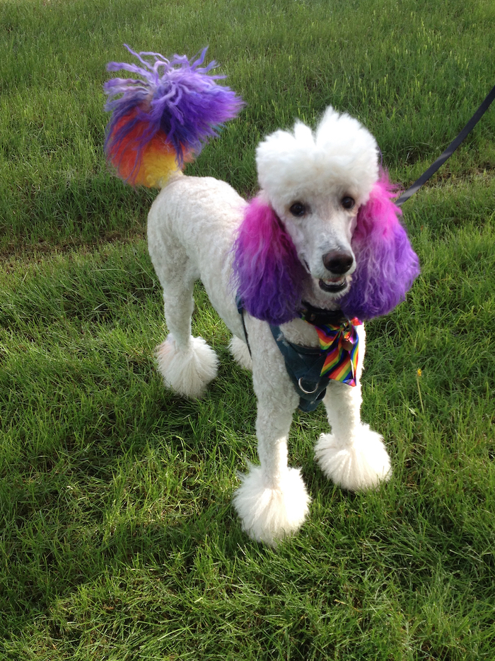 White poodle with rainbow dyed ears and tail (purple, pink, yellow, orange) on green grass background. 