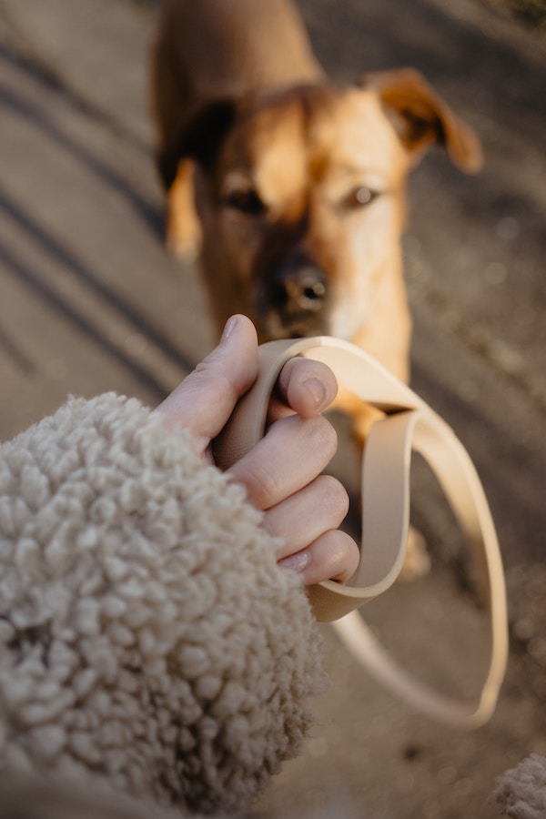 Tan coloured dog looking up at hand holding dog leash